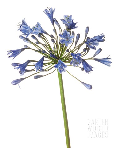 AGAPANTHUS_BLUE