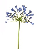 AGAPANTHUS, AGAPANTHUS