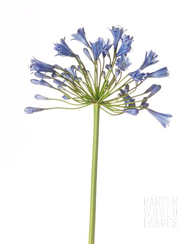 AGAPANTHUS_AGAPANTHUS