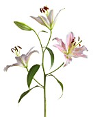 LILIUM STAR GAZER, LILY