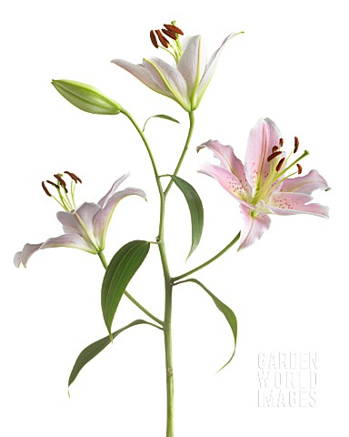 LILIUM_STAR_GAZER_LILY