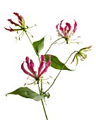 GLORIOSA SUPERBA ROTHSCHILDIANA, GLORIOSA LILY