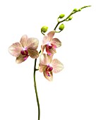 PHALAENOPSIS, ORCHID - MOTH ORCHID