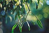 VISCUM ALBUM, MISTLETOE