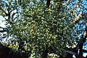 VISCUM ALBUM, MISTLETOE