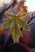 LIQUIDAMBAR STYRACIFLUA, SWEET GUM