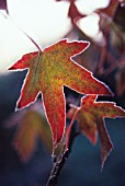 LIQUIDAMBAR STYRACIFLUA, SWEET GUM