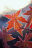 LIQUIDAMBAR STYRACIFLUA, SWEET GUM