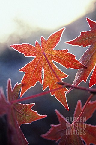 LIQUIDAMBAR_STYRACIFLUA_SWEET_GUM