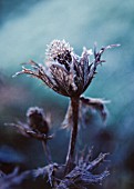 ERYNGIUM GIGANTEUM MISS WILMOTTS GHOST, SEA HOLLY - MISS WILMOTTS GHOST