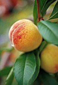 PRUNUS PERSICA, PEACH