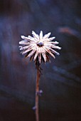 ECHINOPS, GLOBE THISTLE