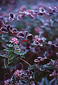 BERBERIS THUNBERGII, BARBERRY