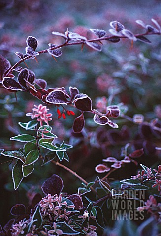 BERBERIS_THUNBERGII_BARBERRY