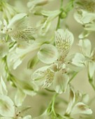 ALSTROEMERIA, ALSTROEMERIA, PERUVIAN LILY