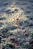 ALLIUM CRISTOPHII, ALLIUM