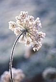 DAUCUS CAROTA, CARROT - WILD CARROT