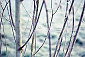 BETULA JACQUEMONTII, BIRCH