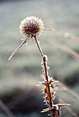 ECHINOPS, GLOBE THISTLE