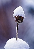 PHLOMIS RUSSELIANA, PHLOMIS