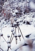 PHLOMIS RUSSELIANA, PHLOMIS