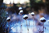 ECHINOPS, GLOBE THISTLE