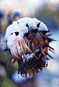 CYNARA CARDUNCULUS, CARDOON