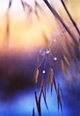 STIPA GIGANTEA, GOLDEN OATS