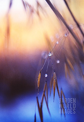 STIPA_GIGANTEA_GOLDEN_OATS