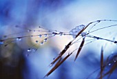 STIPA GIGANTEA, GOLDEN OATS