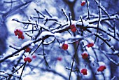 EUONYMUS EUROPAEUS, SPINDLE TREE