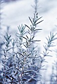 ROSMARINUS OFFICINALIS, ROSEMARY