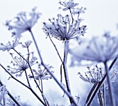 FOENICULUM VULGARE, FENNEL