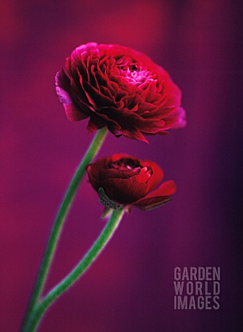 RANUNCULUS_RANUNCULUS
