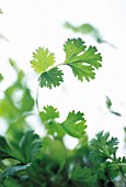 CORIANDRUM SATIVUM, CORIANDER