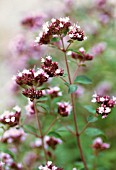 ORIGANUM VULGARE, MARJORAM, OREGANO