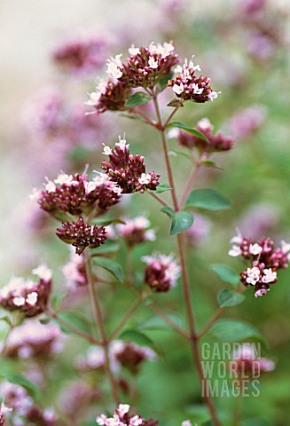 ORIGANUM_VULGARE_MARJORAM_OREGANO