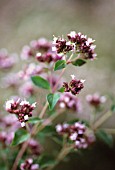 ORIGANUM VULGARE, MARJORAM, OREGANO