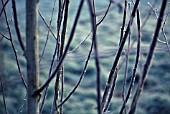 BETULA JACQUEMONTII, BIRCH