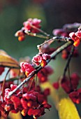 EUONYMUS EUROPAEUS, SPINDLE TREE