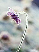 KNAUTIA ARVENSIS, SCABIOUS - FIELD SCABIOUS