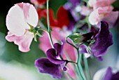 LATHYRUS ODORATUS, SWEET PEA