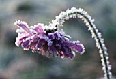 KNAUTIA ARVENSIS, SCABIOUS - FIELD SCABIOUS