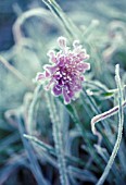 KNAUTIA ARVENSIS, SCABIOUS - FIELD SCABIOUS