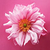 ANEMONE JAPONICA, (JAPANESE ANEMONE)