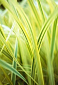 GLYCERIA MAXIMA ‘VARIEGATA’, REED SWEET-GRASS