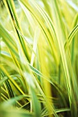 GLYCERIA MAXIMA ‘VARIEGATA’, REED SWEET-GRASS