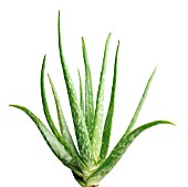 ALOE VERA, ALOE VERA