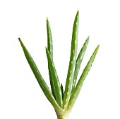 ALOE VERA, ALOE VERA