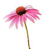 ECHINACEA, ECHINACEA, PURPLE CONEFLOWER